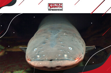 What Were Electric Eels Called Before Electricity? Answered